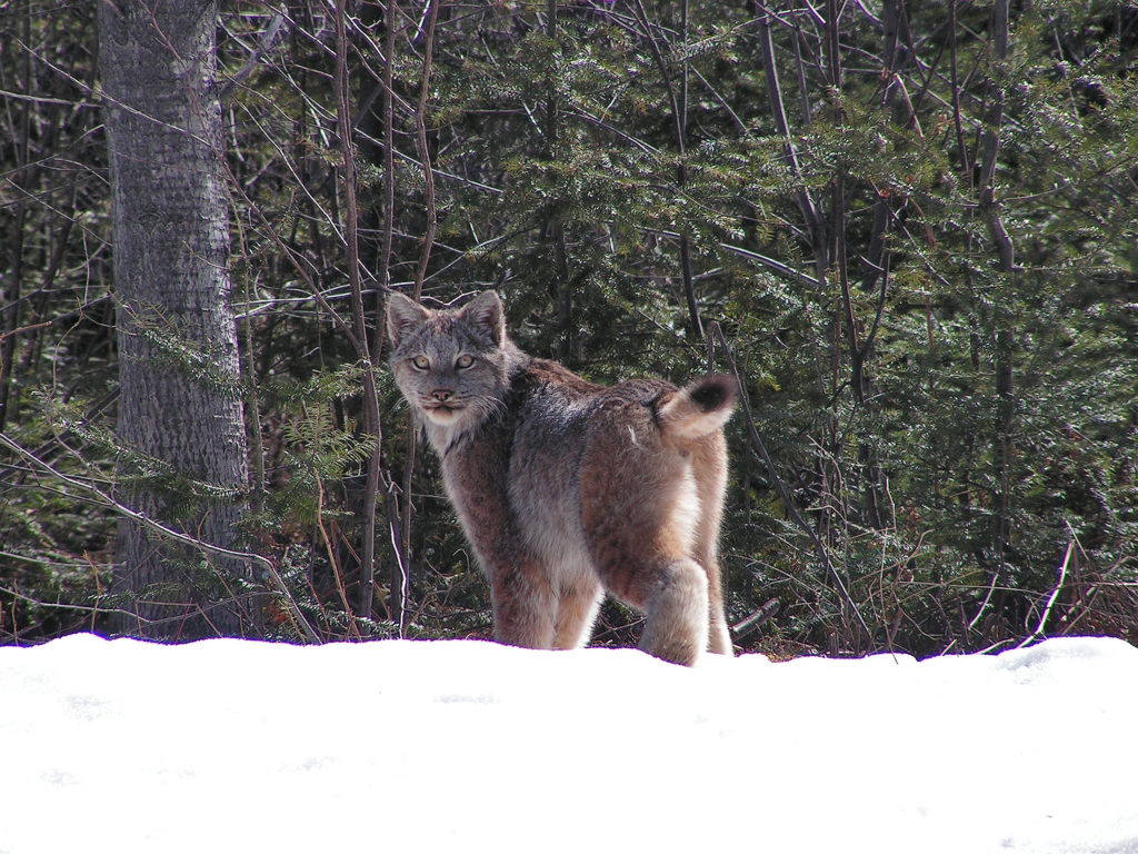 Doit-on s’inquiéter de la présence du lynx dans notre région?