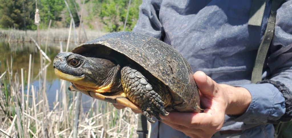 Faire une différence, une tortue à la fois