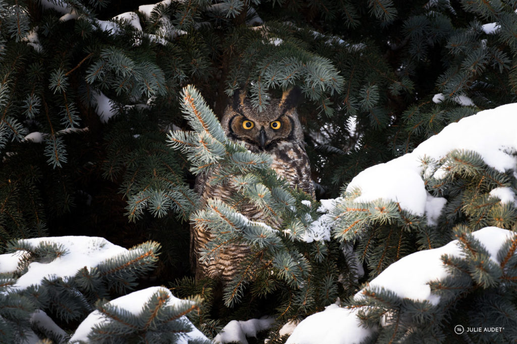 S’initier à l’observation de la faune