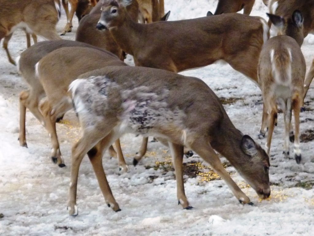 Nourrissage des cerfs : Mont-Tremblant choisit la sensibilisation