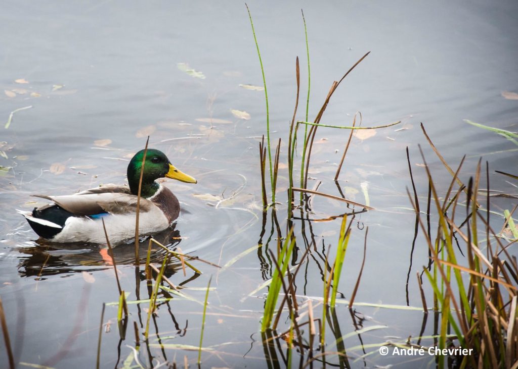 Un temps de canard pour la fin de semaine