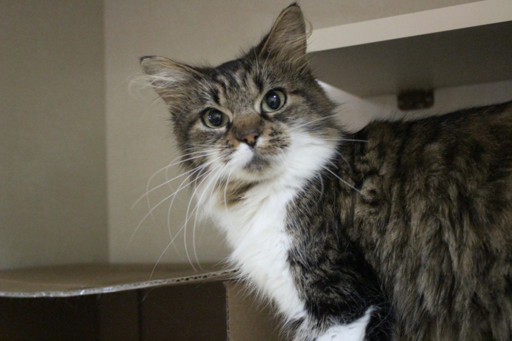 Il faut dorénavant payer une licence pour son chat