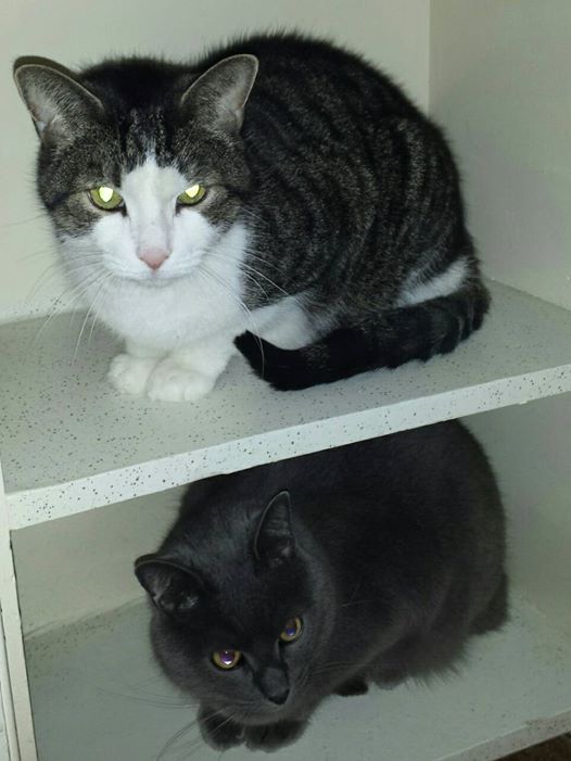 Ils veulent savoir où sont rendus leurs chats ?