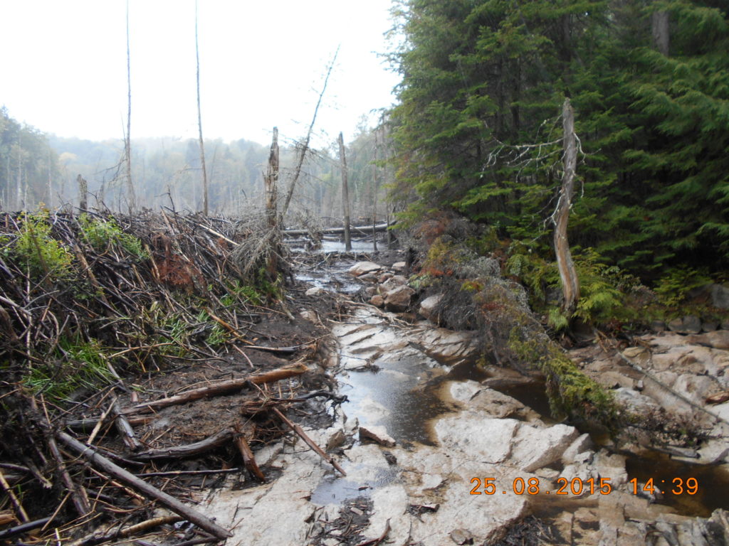 La rupture d’un barrage de castor a bel et bien causé l’inondation