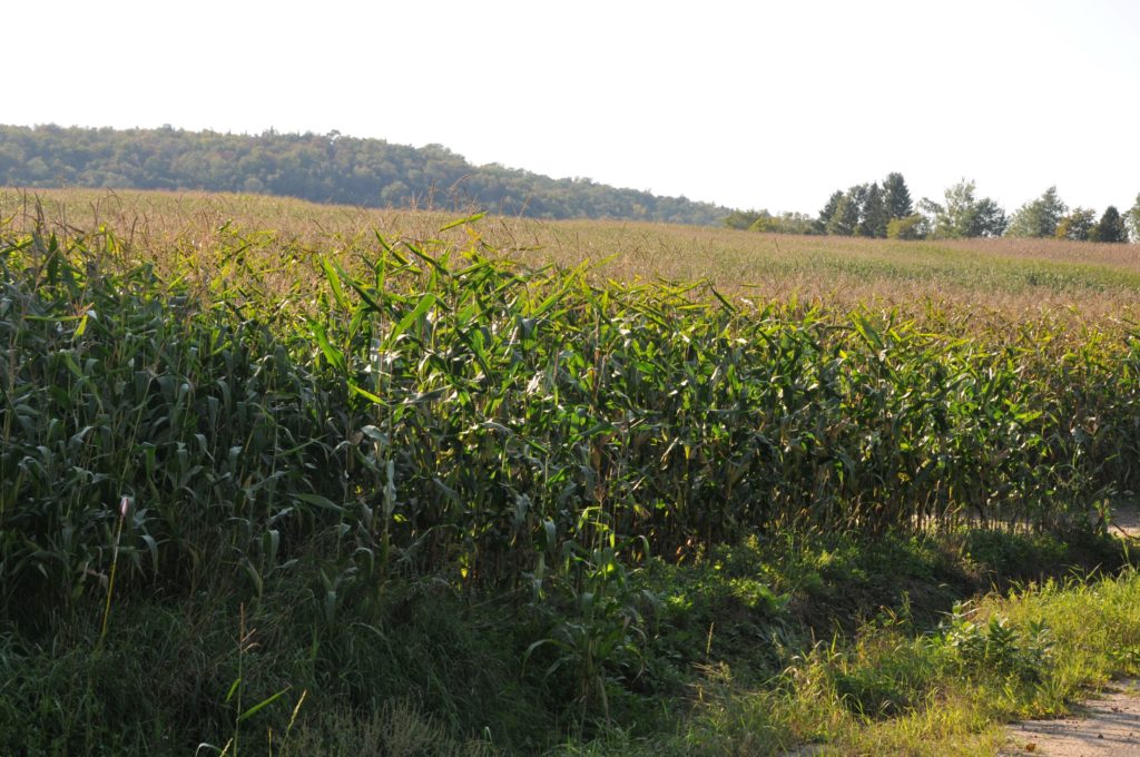 Abolition de l’ASRA: les cultivateurs de maïs montrent les dents