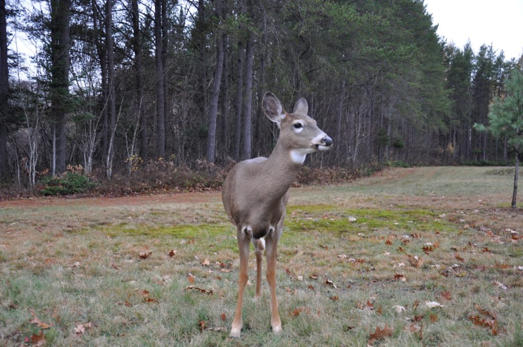 Des Tremblantois en ont marre des chevreuils