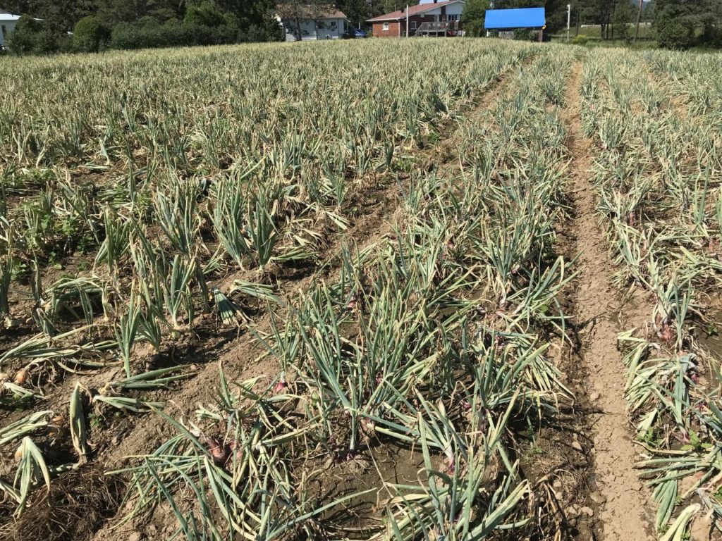Un été chaud dans les champs