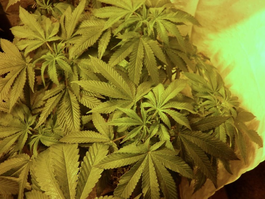 Arrestation de trois hommes et saisie de cannabis à Lac-Supérieur