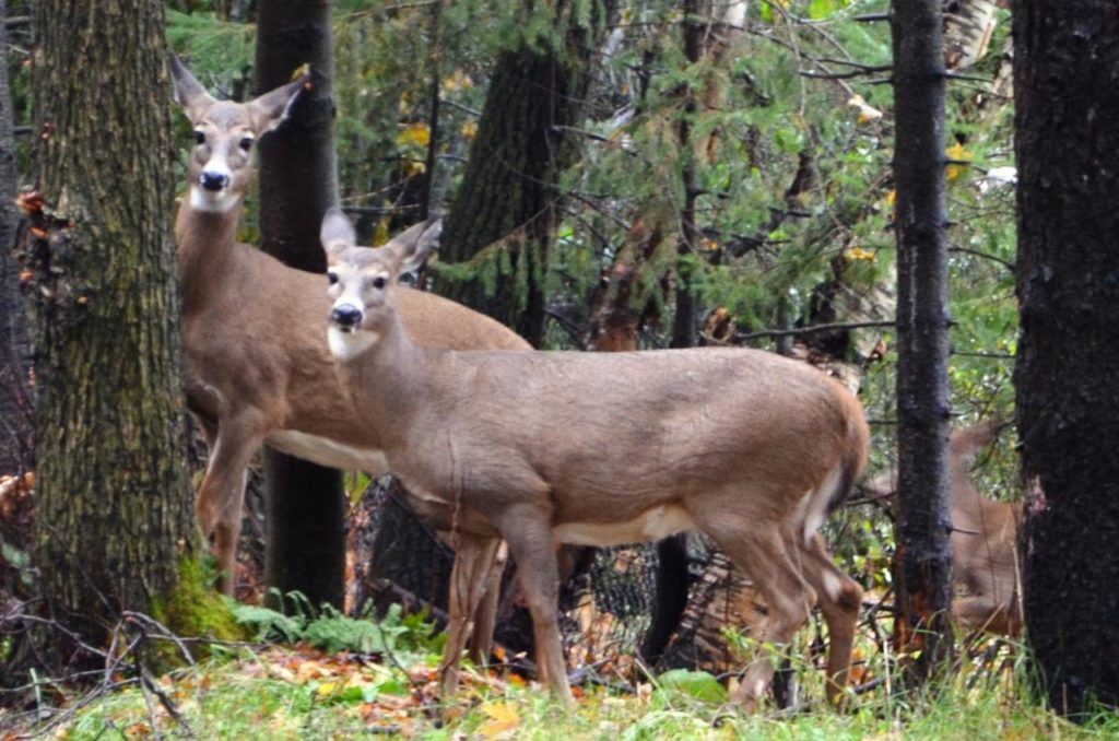 La maladie chez un cerf d’élevage met en péril la chasse