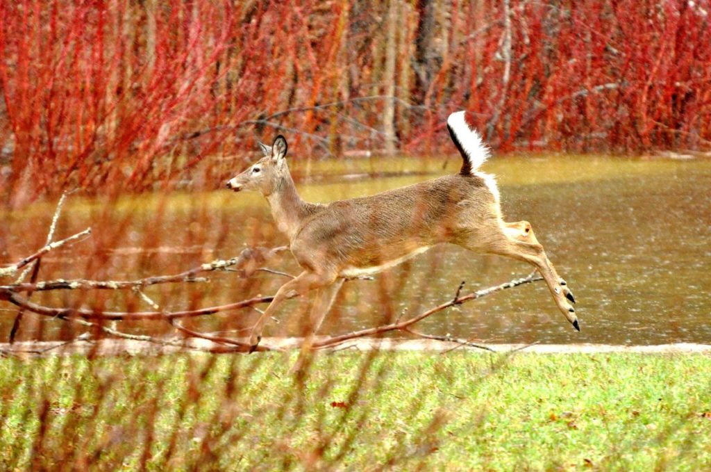 Aucun cas de maladie sur les 265 cerfs de Virginie testés