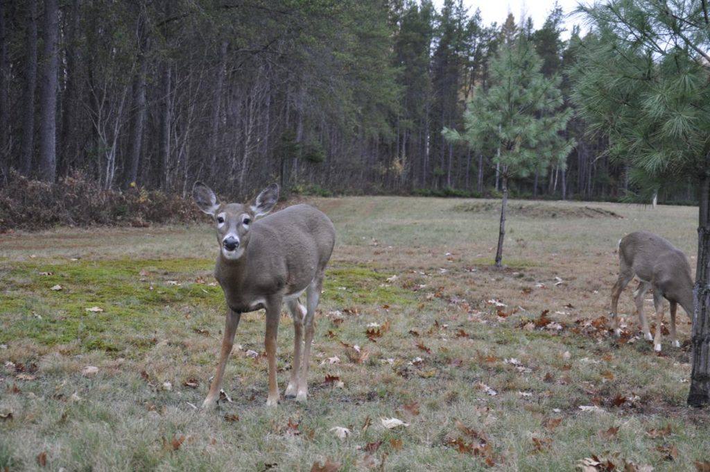 L’opération liée à la maladie des cerfs se prolonge