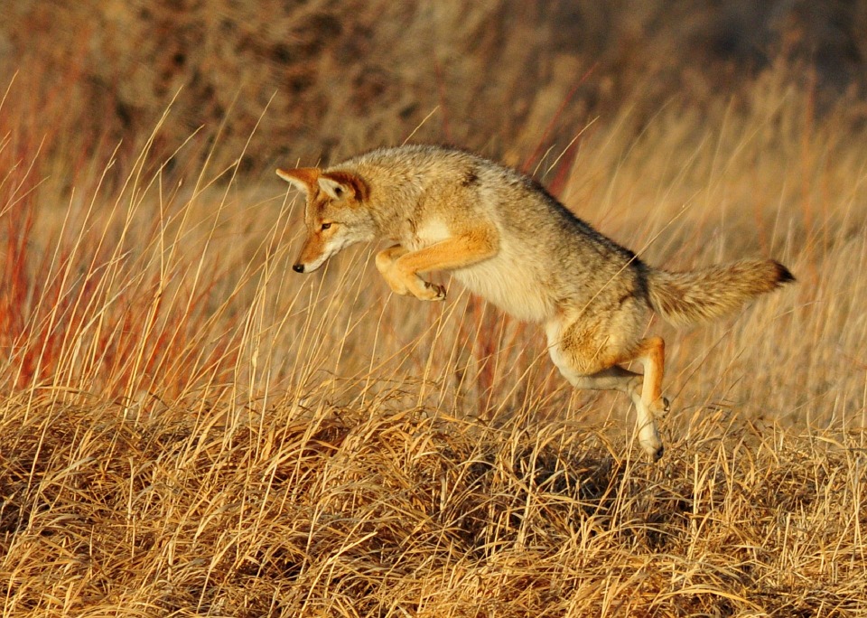 Des coyotes hantent le secteur d’Arundel