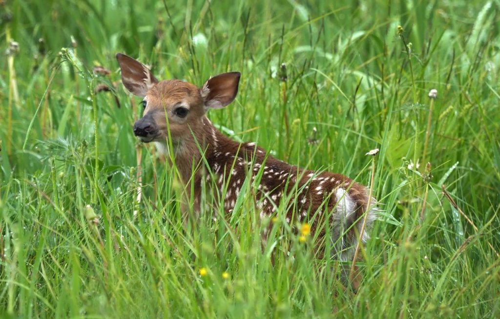 Si mignon mais prière de ne pas toucher
