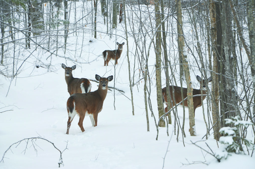 Nourrissage artificiel des cerfs de Virginie: des municipalités des Laurentides sévissent