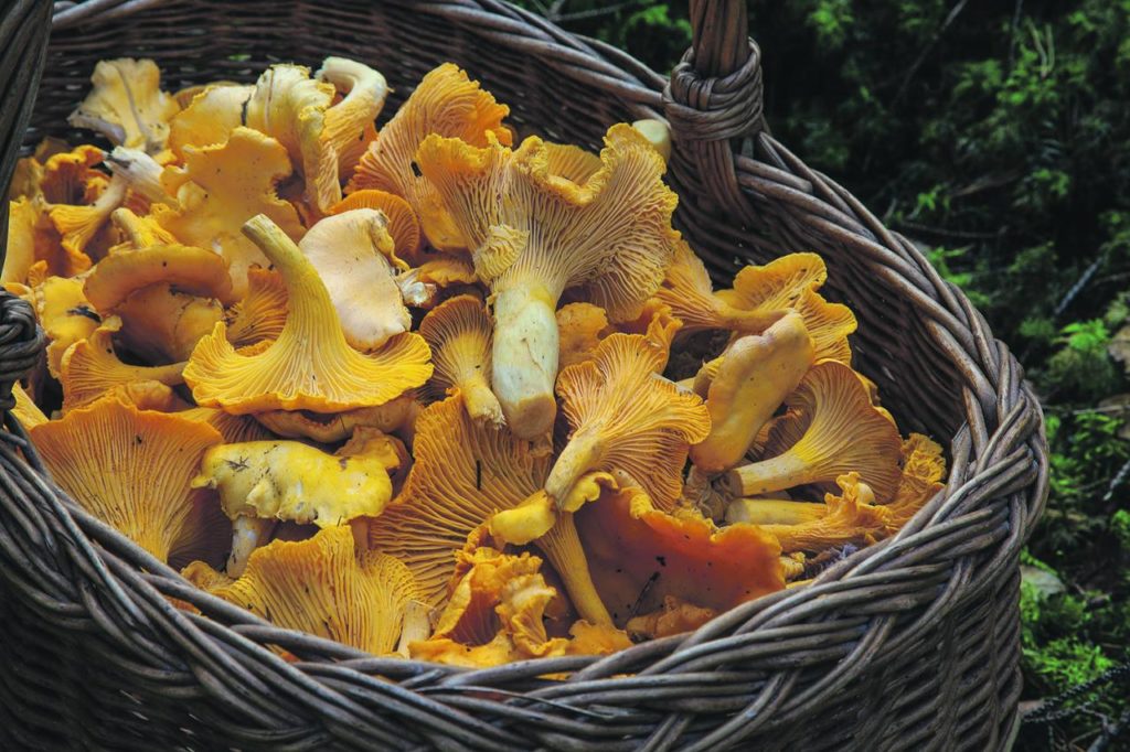 Les produits forestiers comestibles sont sur la table de la MRC des Laurentides
