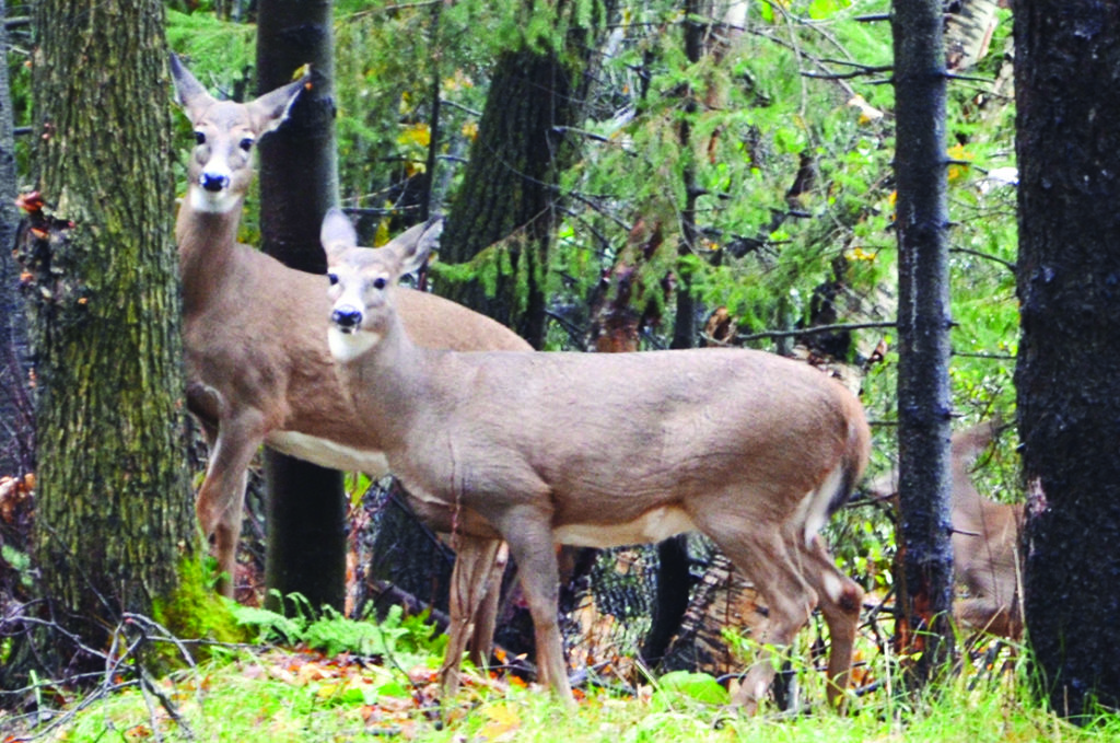 La chasse permissive aux cerfs de Virginie se déroule rondement