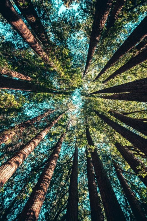 Grande marche symbolique pour le climat