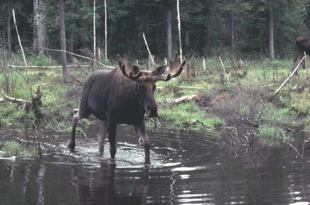 Les inscriptions à la chasse 2018 sont commencées