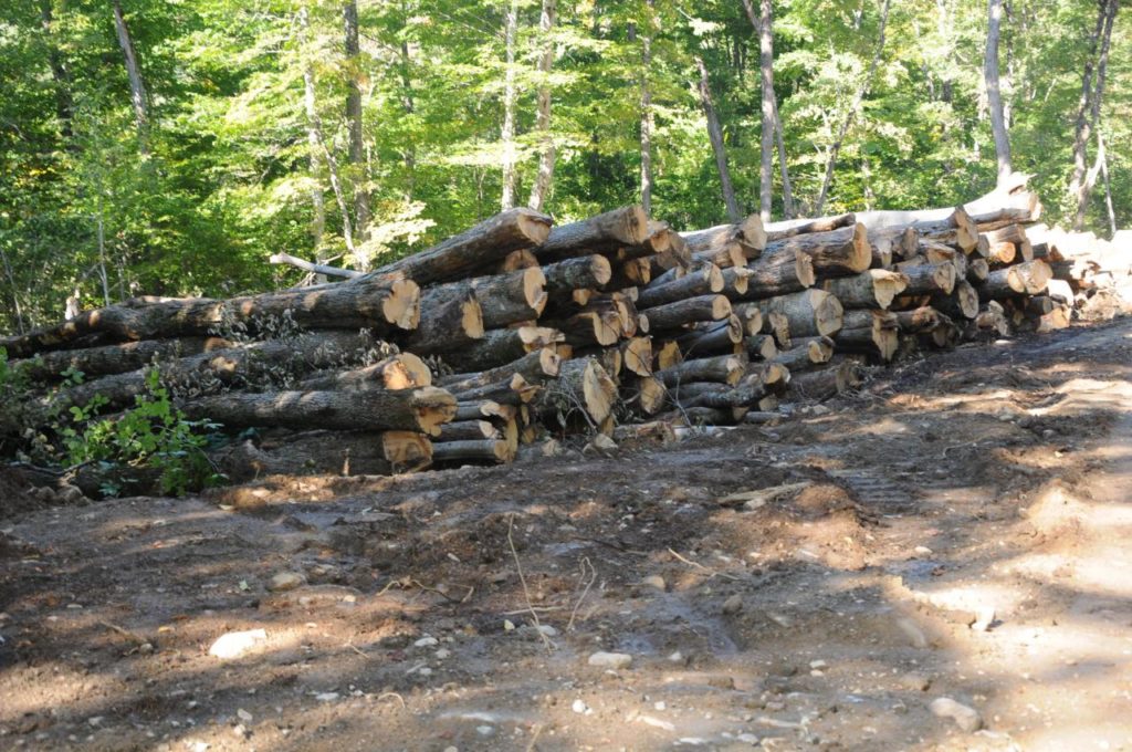 Mont-Tremblant veut mieux encadrer les coupes forestières