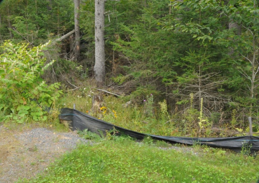 Un milieu humide remis en état à Mont-Tremblant