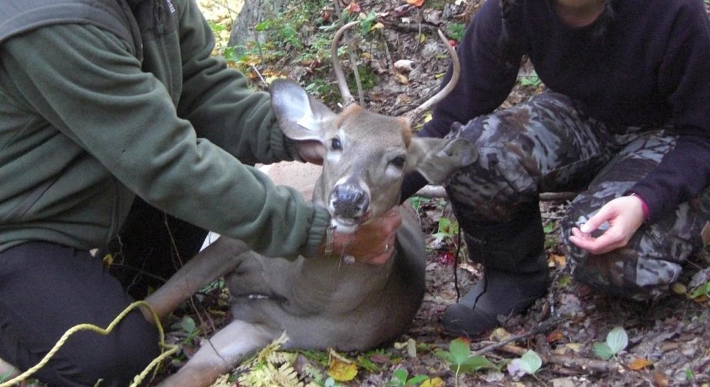 La chasse aux cervidés interdite dans un rayon limité