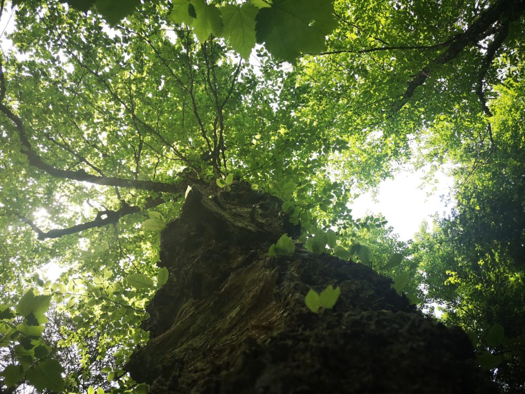 Ces forêts qui en disent long