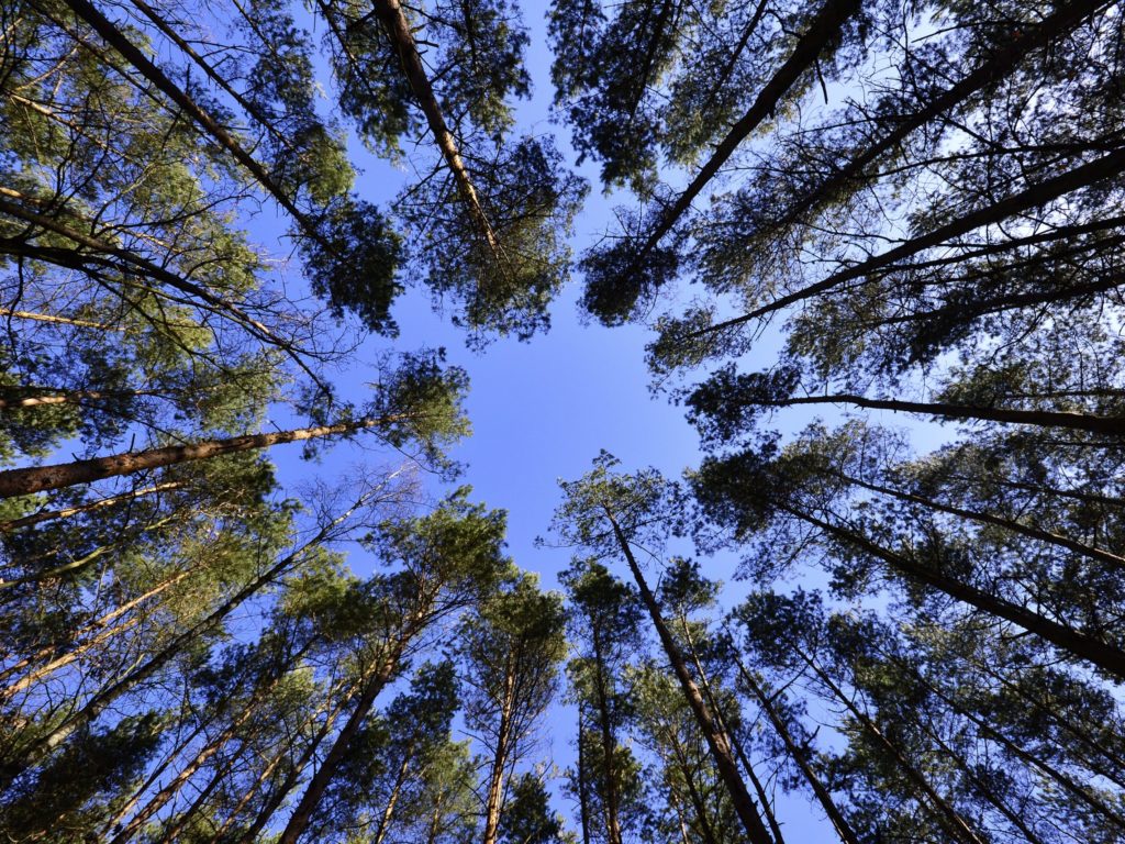 Coup d’œil sur des forêts d’exception de la région