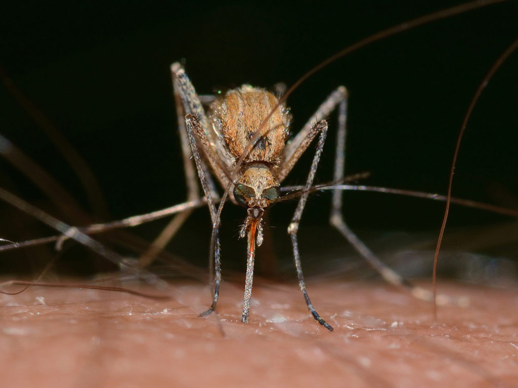 Labelle: pas de nouveau contrat pour le contrôle des insectes piqueurs