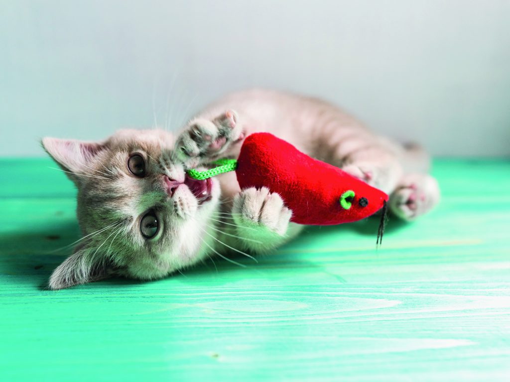 La poussée des dents chez le chaton : ce qu’il faut savoir
