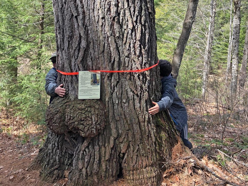 Des arbres âgés de centaines d’années sauvés à La Minerve