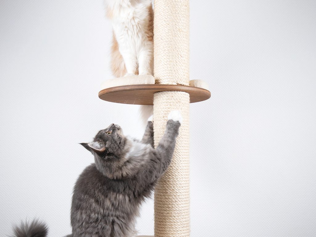 Pourquoi les chats aiment-ils s’installer en hauteur?