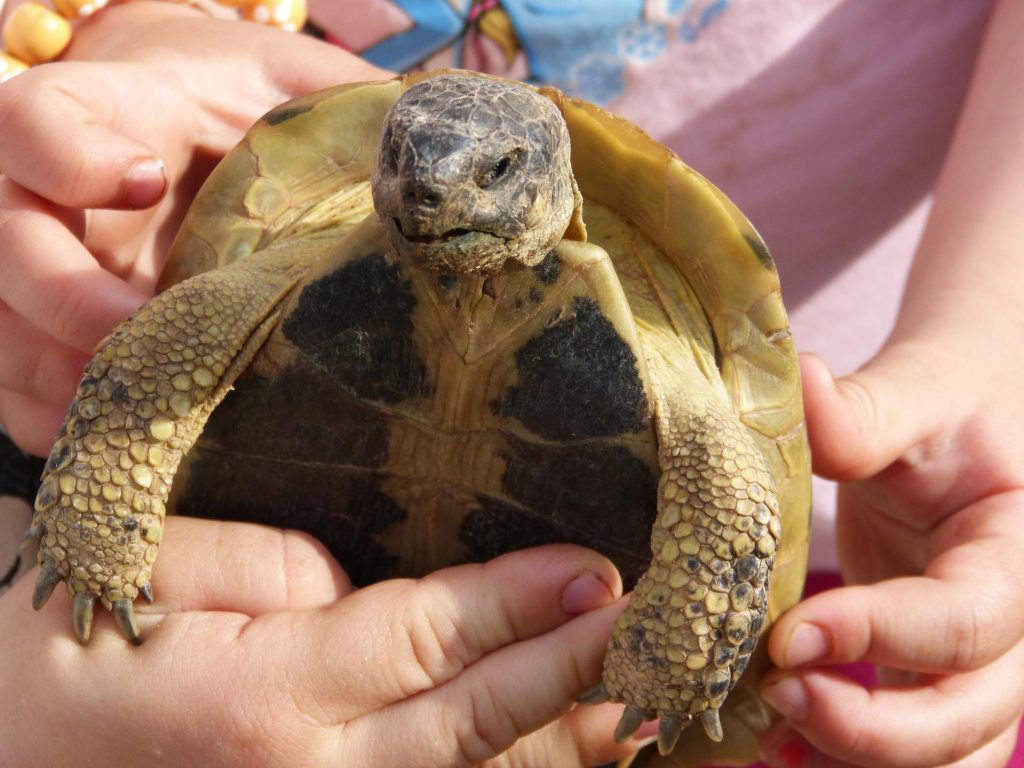 Pour mieux connaître notre biodiversité