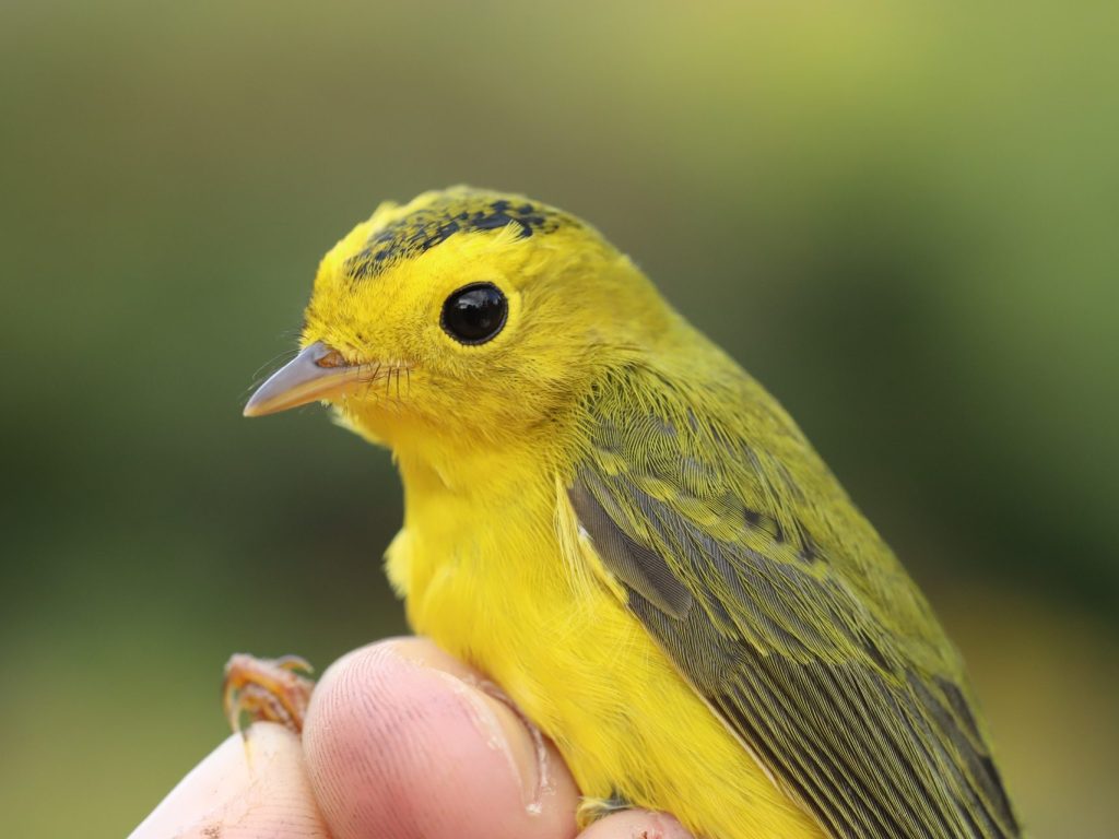 Une conférence sur les oiseaux migrateurs