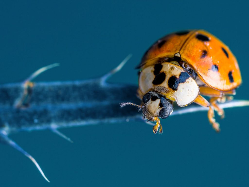 La coccinelle asiatique prolifère au point d’être envahissante