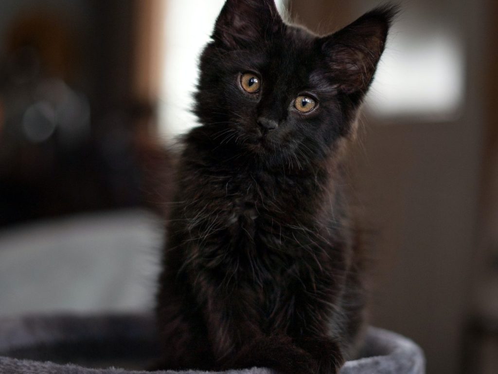 Les chats noirs boudés