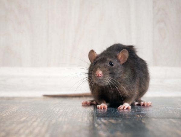 Exterminateur de souris au Québec pour lutter contre ses dommages