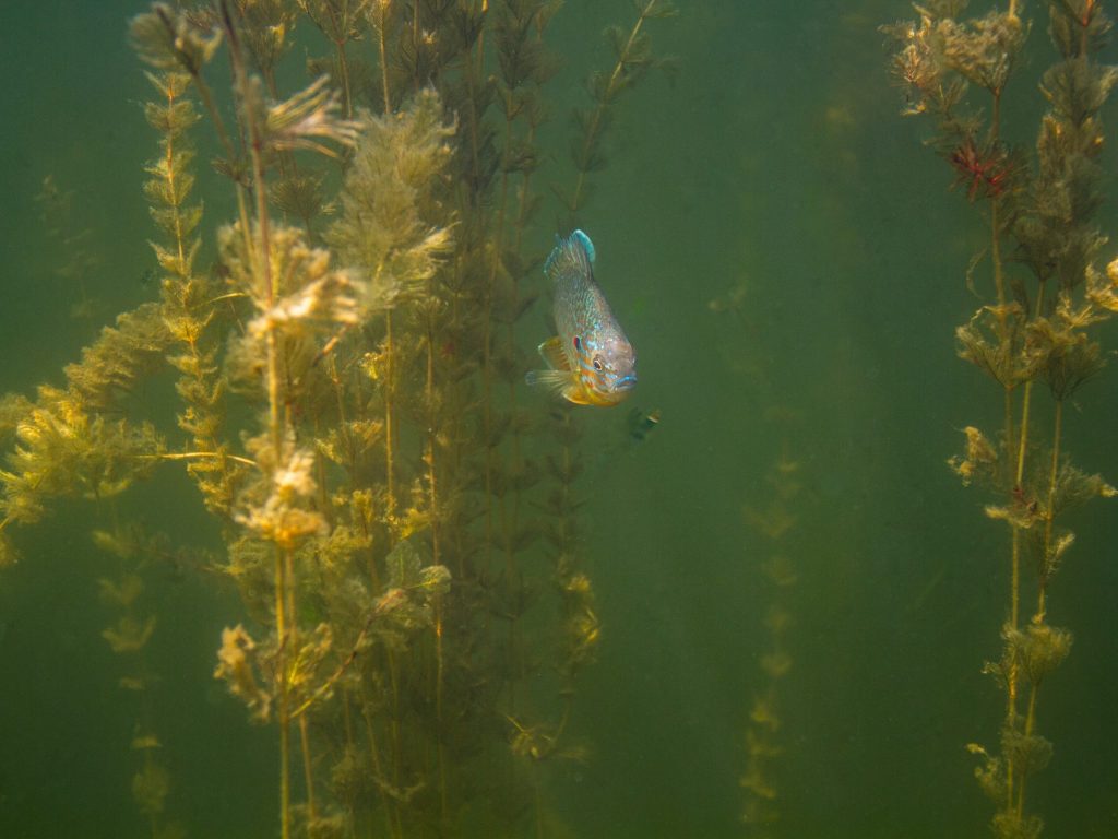 Le myriophylle à épis est loin d’avoir dit son dernier mot